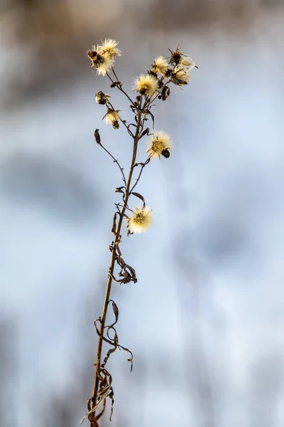 Trockenes Gras Winterschnee Verschwimmt Hintergrund Winterlandschaft — Stockfoto