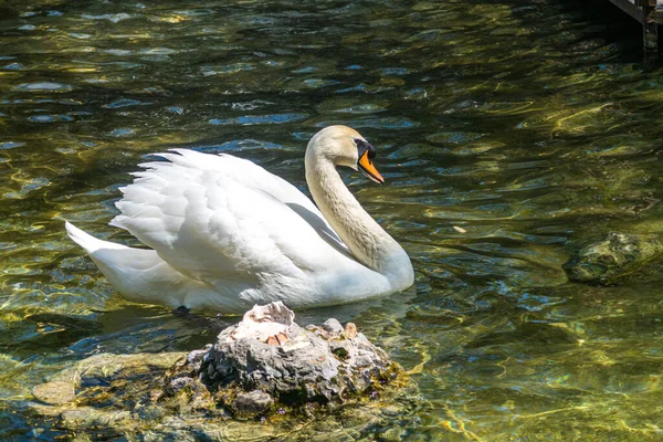 Frühling Schwimmen Weiße Schwäne Teich — Stockfoto