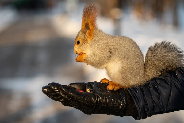 Squirrel Sits Hand Eats Nut Winter — Stock Photo, Image