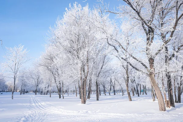 Bela Paisagem Inverno Com Árvores Cobertas Neve Céu Azul Neve — Fotografia de Stock