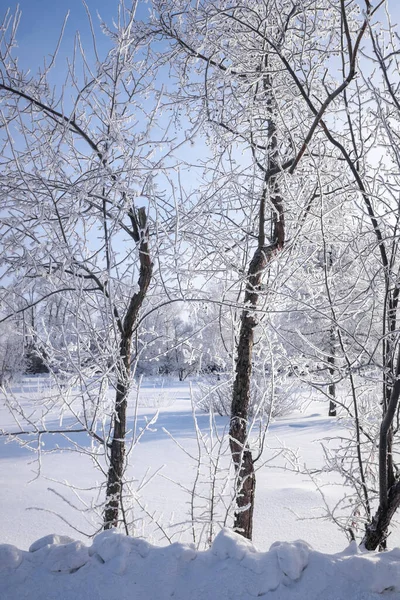 Bela Paisagem Inverno Com Árvores Cobertas Neve Céu Azul Neve — Fotografia de Stock
