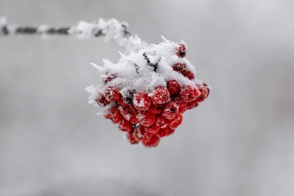 雪のクローズアップ 冬の風景の中に赤いローワンフルーツ — ストック写真