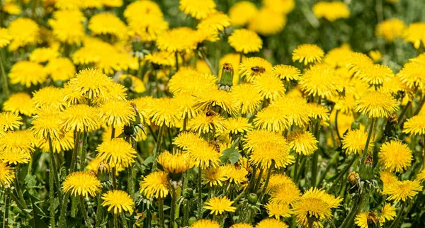Flores Amarelas Dente Leão Natureza Primavera — Fotografia de Stock