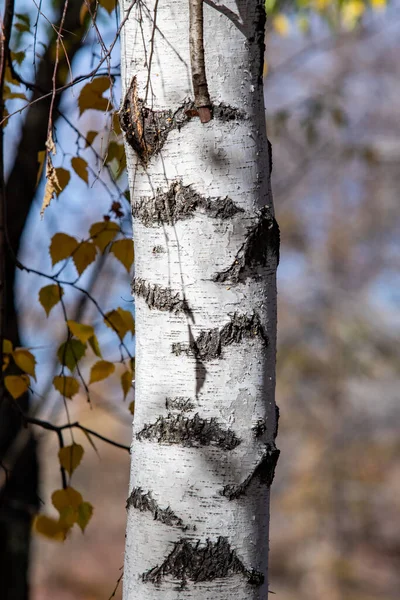 Τράβηγμα Από Λευκή Σημύδα Στο Φθινόπωρο Του Δάσους — Φωτογραφία Αρχείου