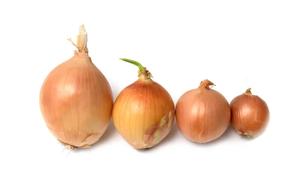 Onion Bulb Isolated White Background — Stock Photo, Image