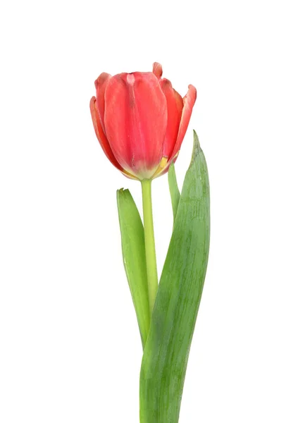 Flor Roja Tulipán Aislada Sobre Fondo Blanco —  Fotos de Stock