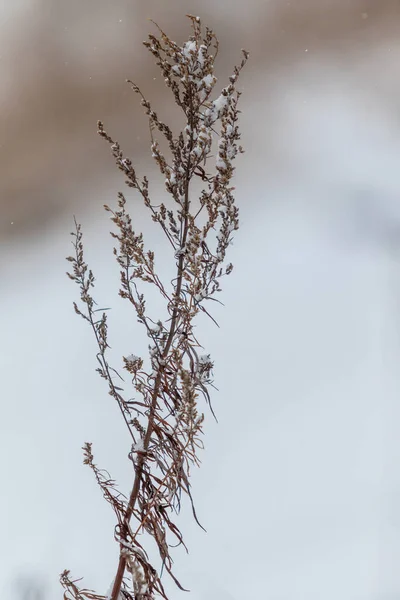 Dry Grass Winter Snow Blurred Background — Stock Photo, Image