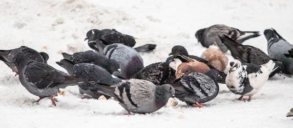 蓝鸽在雪地里觅食 — 图库照片