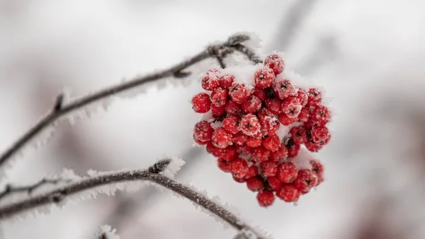 雪のクローズアップ 冬の風景の中に赤いローワンフルーツ — ストック写真