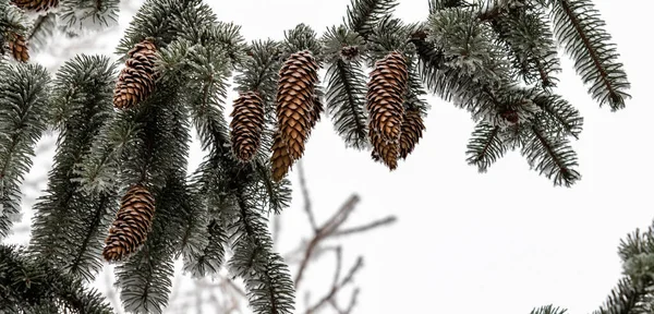 Winter Jedlové Kužely Sníh Větvích — Stock fotografie