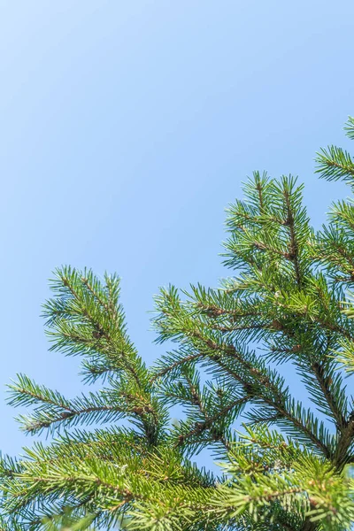 Dennenboom Vertakt Zich Tegen Blauwe Lucht Kopieer Ruimte Ruimte Voor — Stockfoto