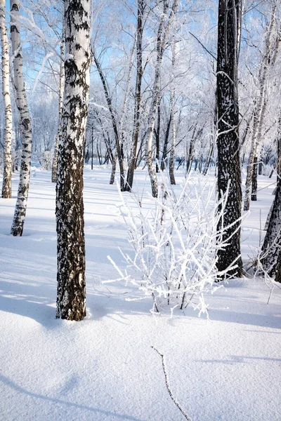 Paisaje Invierno Los Árboles Del Bosque Cubierto Escarcha Cielo Azul —  Fotos de Stock