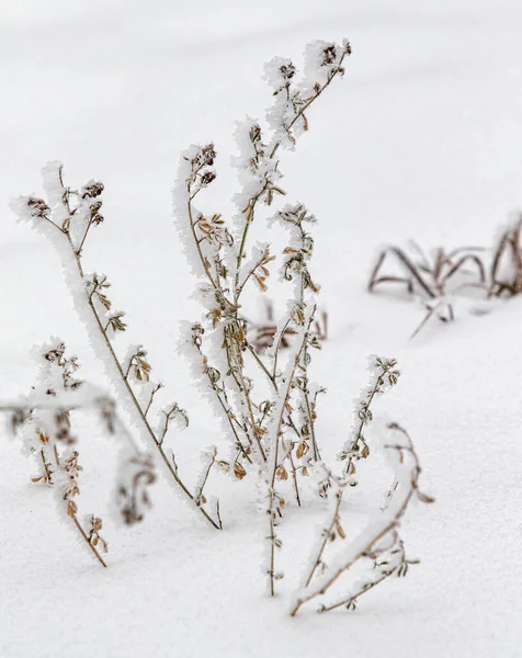 Erba Secca Inverno Neve Sfondo Sfocato Erba Secca Coperta Con — Foto Stock