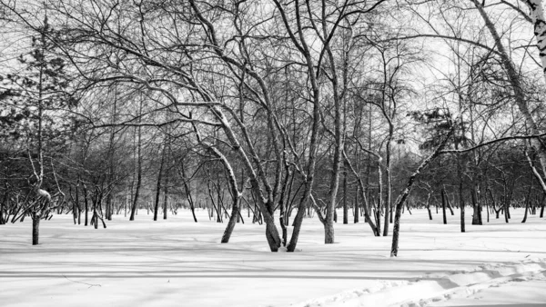 Zimní Lesní Krajina Černobílá Fotografie — Stock fotografie