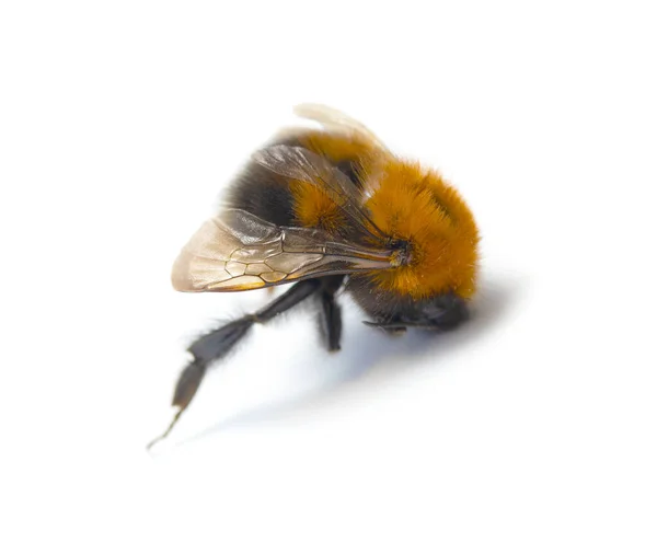 Dead Bumblebee White Isolated Background — Stock Photo, Image