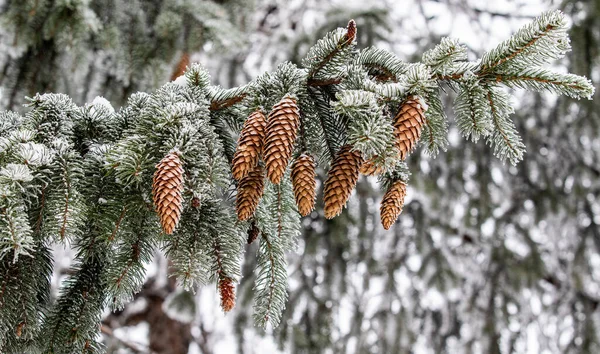 Inverno Cones Abeto Neve Nos Ramos — Fotografia de Stock