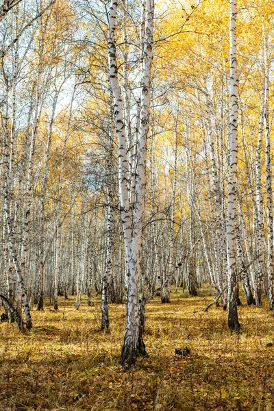 Autumn Landscape Birch Grove Yellow Foliage Trees Autumn White Trunks — Stock Photo, Image