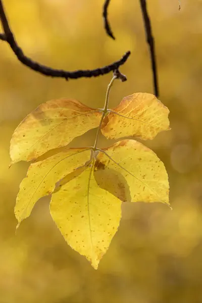 Otoño Sol Fondo Borroso Caída —  Fotos de Stock