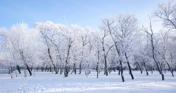 Bela Paisagem Inverno Com Árvores Cobertas Neve Céu Azul Neve — Fotografia de Stock