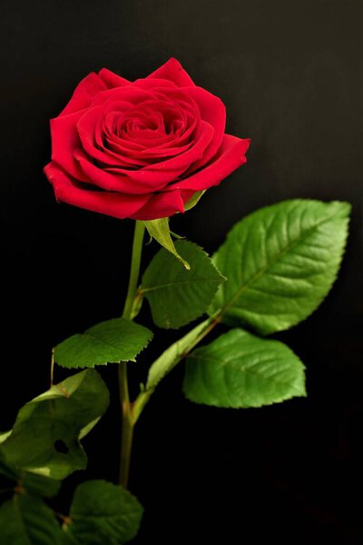 Red rose flower on a black background, close-up.