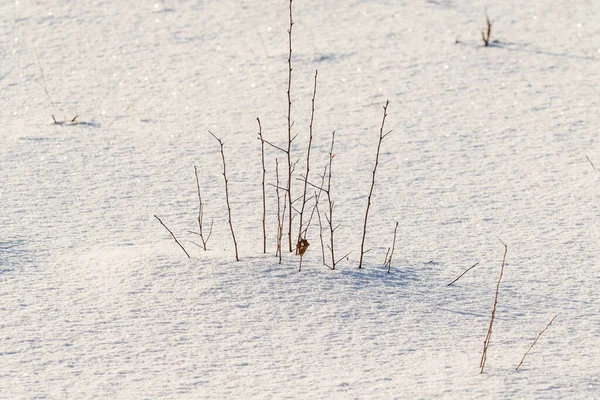 Schneebedecktes Feld Aus Trockenem Gras Und Ästen — Stockfoto