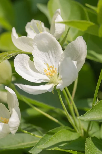 Vår Vita Blommor Äpple Träd Närbild — Stockfoto