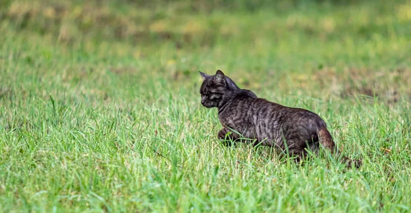 Czarny Kot Zielonej Trawie Natura — Zdjęcie stockowe