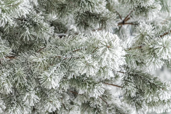 Coniferous Branches Covered Snow Pine Branch Snow Crystals Close Background — Stock Photo, Image