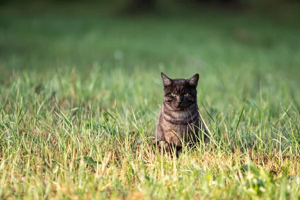 Gato Negro Hierba Verde Naturaleza —  Fotos de Stock