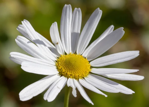 Λευκό Λουλούδι Χαμομηλιού Επίκεντρο Φύση Φόντο — Φωτογραφία Αρχείου