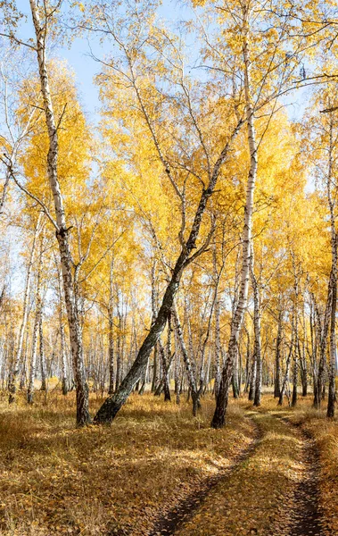 白桦林的秋天风景 秋天的黄叶 白桦树树干 — 图库照片