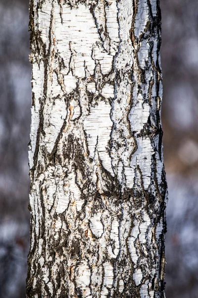 Betulla Struttura Naturale Corteccia Ruvida Tronco Betulla Vecchio Vicino — Foto Stock