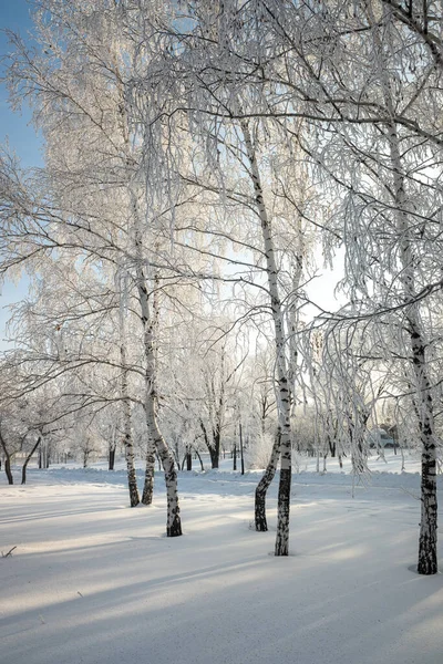Zimowy Krajobraz Lesie Drzewa Pokryte Chrypka Błękitne Niebo Słoneczny Dzień — Zdjęcie stockowe