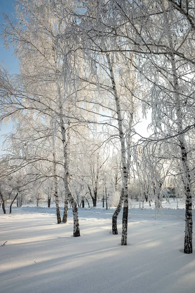 Paisagem Inverno Nas Árvores Florestais Cobertas Com Hoarfrost Céu Azul — Fotografia de Stock