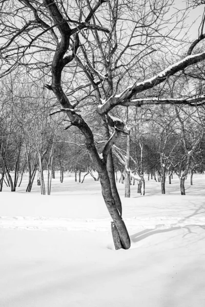 Zimní Lesní Krajina Černobílá Fotografie — Stock fotografie