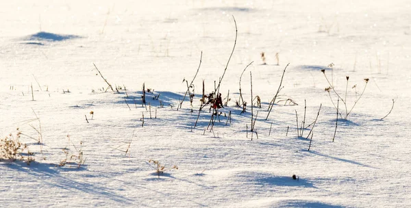 Campo Coberto Neve Grama Seca Ramos — Fotografia de Stock