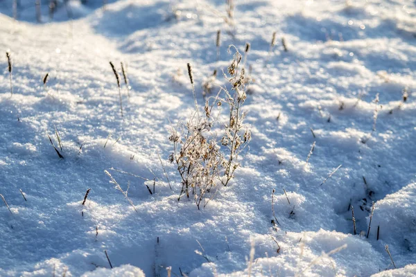 Dry Grass Snow Winter Landscape — Stock Photo, Image