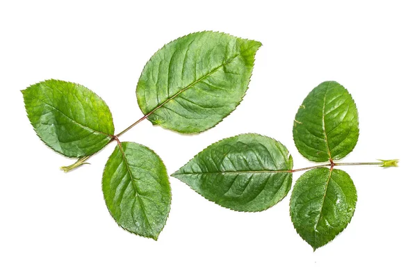 Folhas Verdes Isoladas Sobre Fundo Branco — Fotografia de Stock