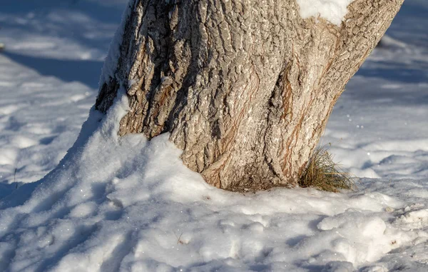 Kmenová Kůra Pokrytá Sněhem Zimní Krajina — Stock fotografie