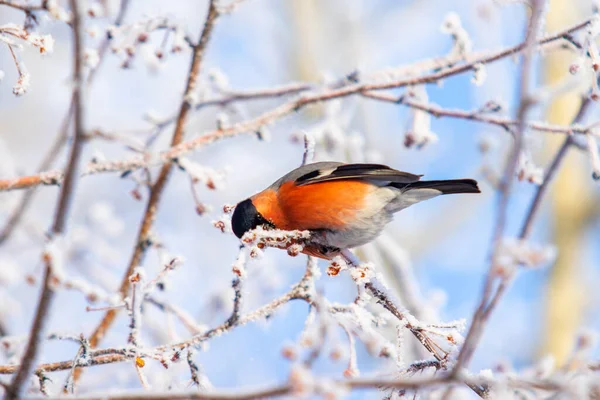 空を背景にした木の枝に冬の美しい鳥 — ストック写真