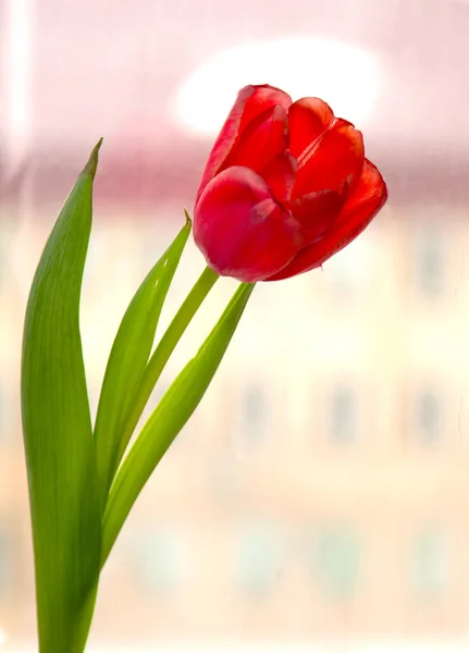 窗上的红色郁金香 — 图库照片