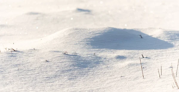Sneeuw Bedekt Veld Van Droog Gras Takken — Stockfoto