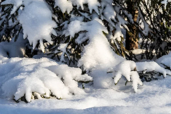 Groene Sparren Takken Sneeuw Winterlandschap — Stockfoto