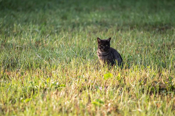 Gato Negro Hierba Verde Naturaleza —  Fotos de Stock