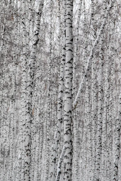 Witte Berken Bomen Zonder Bladeren Natuur Achtergrond — Stockfoto