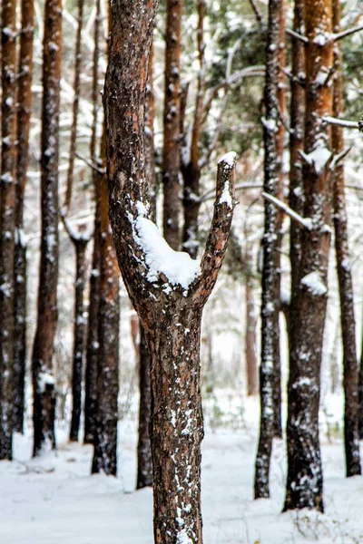 Сосновый Лес Зимой Природный Ландшафт — стоковое фото