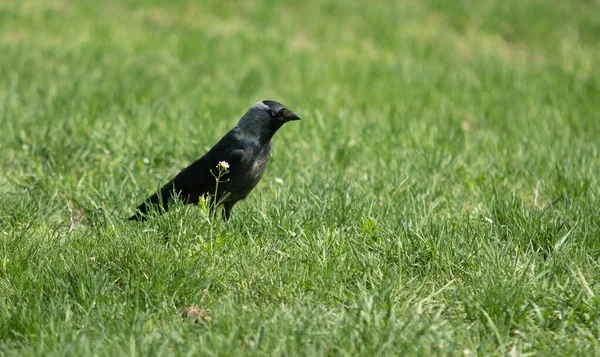 Corvo Preto Procura Comida Grama Verde — Fotografia de Stock