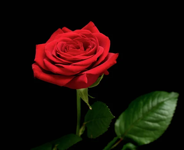 Red Rose Flower Black Background Close — Stock Photo, Image