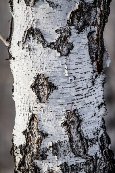 Abedul Textura Natural Corteza Áspera Sobre Tronco Viejo Abedul Primer —  Fotos de Stock