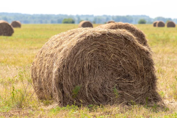 Hay Large Bales Field Nature — Stock Photo, Image